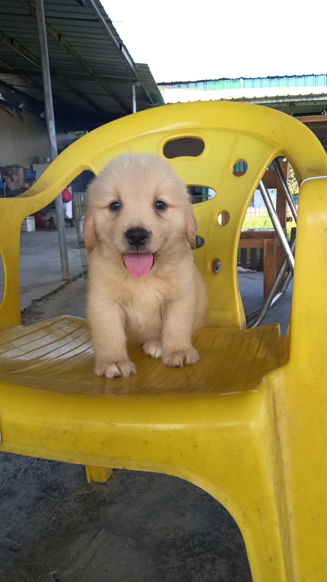 双血统英系金毛幼犬